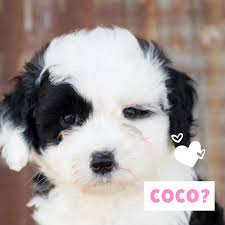 What is your favorite french bulldog name ideas from our top list? 100 Popular Spanish Dog Names And Meanings Pethelpful By Fellow Animal Lovers And Experts