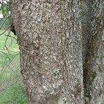 Image result for Croton macrostachyus