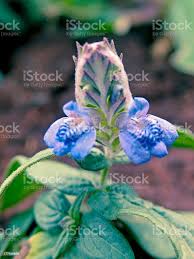 Image result for Rungia