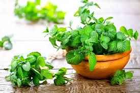 It's standing tall in your garden or planter just begging to become how to harvest your mint. Growing Mint Herb The Most Aromatic Kitchen Herb How To Grow Mint At Home