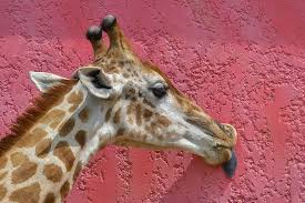Please contact us if you want to publish a giraffe wallpaper on our site. Hd Wallpaper Giraffe Licking Wall Head Language Pink Colorful Animal Wallpaper Flare