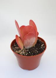 Image result for kalanchoe thyrsiflora