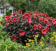 Image result for Cussonia corbisieri