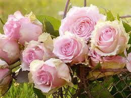 Many people may hesitate to send flowers because you may have them delivered to the funeral home or to the home of the family of the deceased. Hutton Funeral Home Hillsboro Ky Funeral Home And Cremation