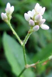 Image result for Persicaria strigosa