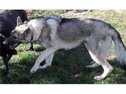 Gold & light gray markings; Silver Sable German Shepherd Puppies Picture Collection And Ideas Dogs Breed Youtube