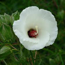 Image result for Hibiscus noldeae