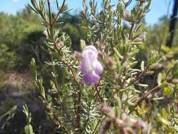 Image result for Fuirena leptostachya