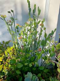Image result for Ceropegia ringoetii