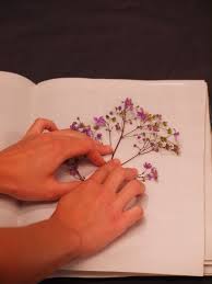 How to make a handmade holiday photo card. How To Press Flowers Create Handmade Greeting Cards Longwood Gardens