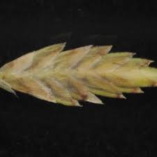 Image result for Pycreus nitidus