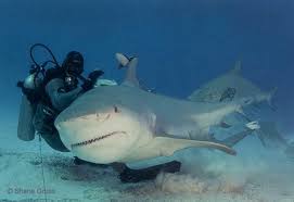 locomotion bull shark