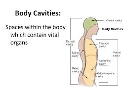 In this anatomy and physiology lecture, i'll cover the body cavities and membranes.the body is divided into two major cavities: Body Cavities What S In There Ppt Download