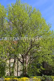 Image result for Faroa involucrata