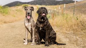 Great danes were bred for hunting, while saint bernards were trained as rescue animals and guard dogs. Great Dane Vs English Mastiff Differences And Similarities
