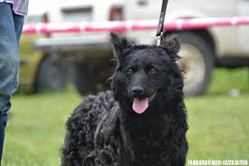Contact puppies mudi breeders near you using our free mudi breeder search tool below! Mudi Information Dog Breed Facts Dogell Com