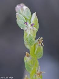 Image result for Pityrogramma elongata