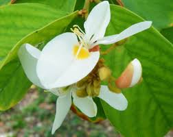 Image result for Baphia massaiensis