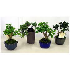 Buy indoor flowering bonsai trees and get the best deals at the lowest prices on ebay! Costa Nursery Small Bonsai Assorted Bd06 Pack12 Rona