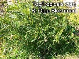 Image result for Erythrophysa