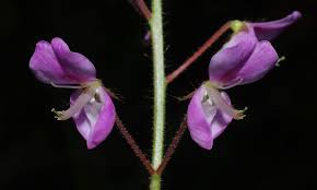 Image result for Grona adscendens