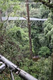 Enjoy 1.5km walking top of forest. Tree Top Walk Sungai Sedim Kulim Kedah