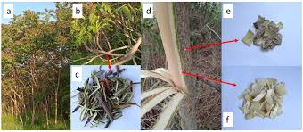 Image result for Discopodium penninervium