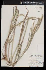 Image result for Andropogon gayanus