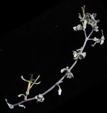 Image result for Erianthemum ngamicum