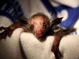 Smeagol The Aye Aye Hassliche Tiere Susseste Haustiere Tierbabys
