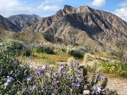 The super bloom is here! How To Enjoy The Anza Borrego Desert Super Bloom Kpbs