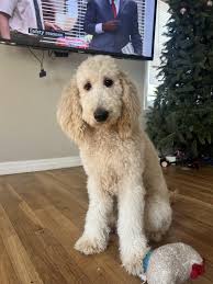 Image result for labradoodle