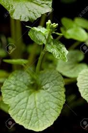 Wasabi beim wasabi müssen sie auf ein paar dinge achten, damit er richtig wachsen kann. Bluhende Wasabi Pflanze Und Blatter Lizenzfreie Fotos Bilder Und Stock Fotografie Image 26763324