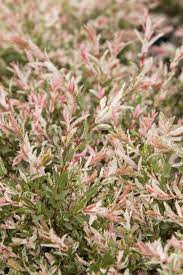 Annuals, biennials, and perennials that will help you truly layout your plans for years to come. Dappled Willow