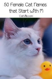 Wanting a name that will stand out in a crowd? Kitten Names That Start With M Hno At