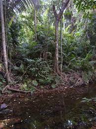 The rainforests are so thick with vegetation, that walking off the trail would equal to climbing through a wall of plants. Jungle Vs Rainforest What S The Difference Ask Difference