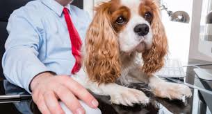 Un'occasione per festeggiare e per lanciare iniziative a favore di strutture e associazioni di settore come quella del 2020 che si è conclusa con la riduzione dell'iva sulle prestazioni veterinarie e sul pet food. 22 Giugno Giornata Mondiale Del Cane In Ufficio Radio Pico