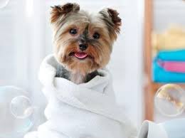 It could also be that he likes the sample treats they give him at each visit. The Dog Spaw Salon Mobile Grooming In Monmouth County The Dog Spaw Monmouth County Luxury Pet Salon Mobile Dog Grooming