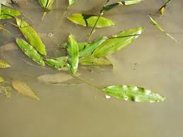 Image result for Potamogeton nodosus