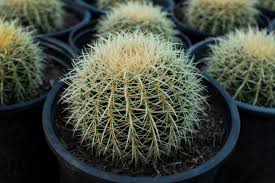 At our cal cactus nursery we grow and sell an extensive variety of cactus, euphorbias 3261 reche rd (9,831.82 km) 92028 fallbrook, ca, us. Cactus J J Growers Nursery
