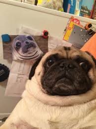 10 Pug Photobombs Guaranteed To Put A Smile On Your Face Pugs Funny Pugs Cute Pugs