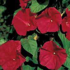 Scarlet O Hara Morning Glory Seeds Flower Seeds Morning Glory Seeds Garden Vines