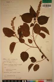 Image result for Croton macrostachyus