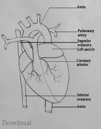 Draw It Neat How To Draw Human Heart Labeled Heart Pencil Drawing Human Heart Drawing Easy Heart Drawings