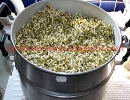 Alat dan bahan yang dibutuhkan sangat. Cara Membuat Kecambah Tauge Pendek Resep Masakan Indonesia