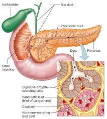 Digestive enzymes: does my pet really need them?