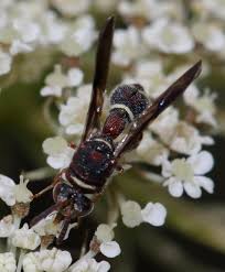 Image result for Leucas capensis