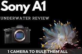 Usually, convicted drivers are seen as a high risk to insurers, and high premiums typically reflect that risk. Sony A1 Review Underwater Photography Guide