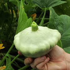 Check spelling or type a new query. Summer Squash Custard White