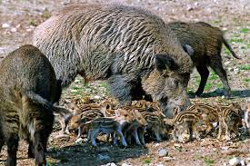Jagdpachter Wie Sollte Man Reagieren Wenn Man Einer Wildschwein Rotte Begegnet